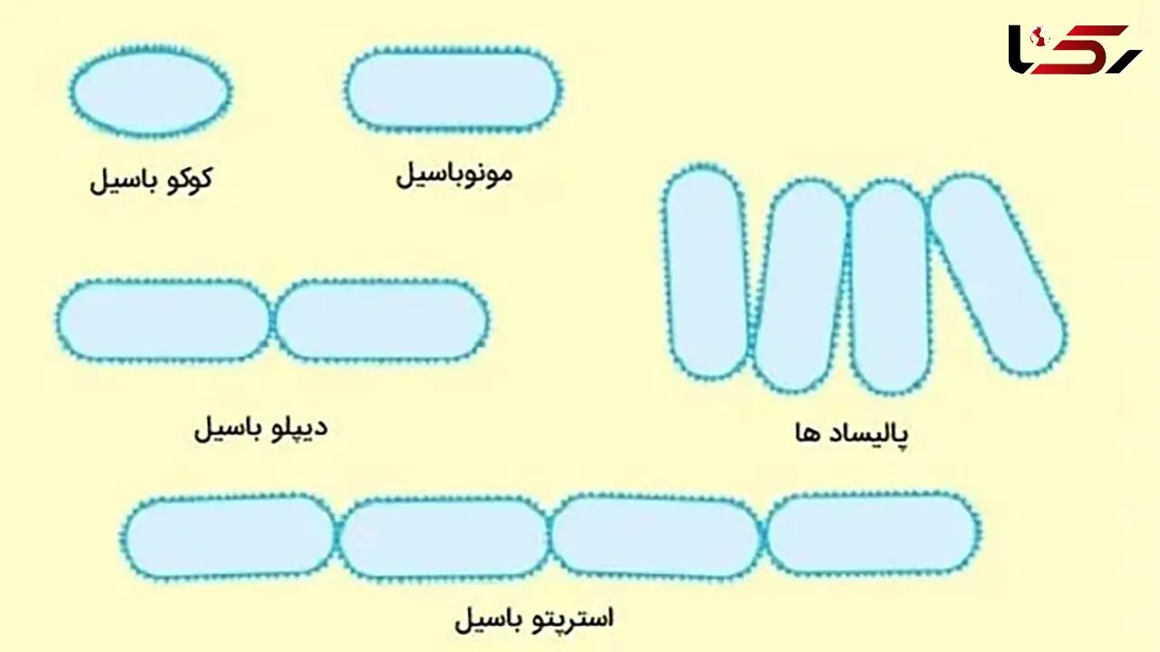 باسیل چیست؟ انواع، ویژگی‌ ها و بیماری‌ ها به زبان ساده