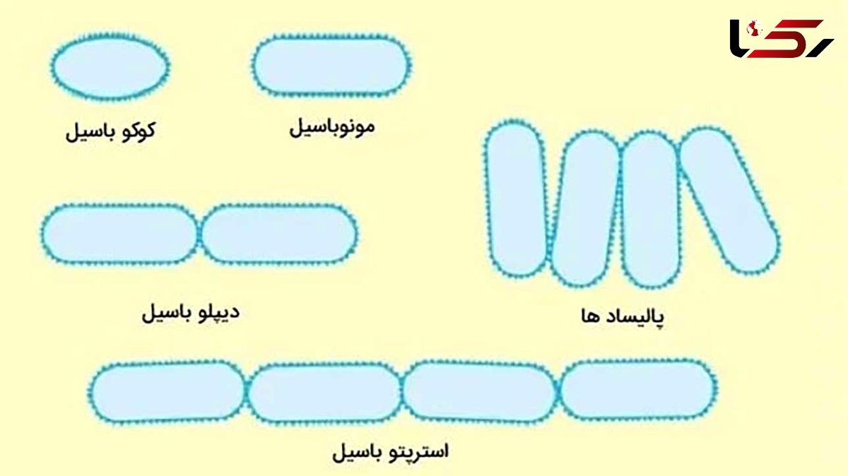 باسیل چیست؟ انواع، ویژگی‌ ها و بیماری‌ ها به زبان ساده