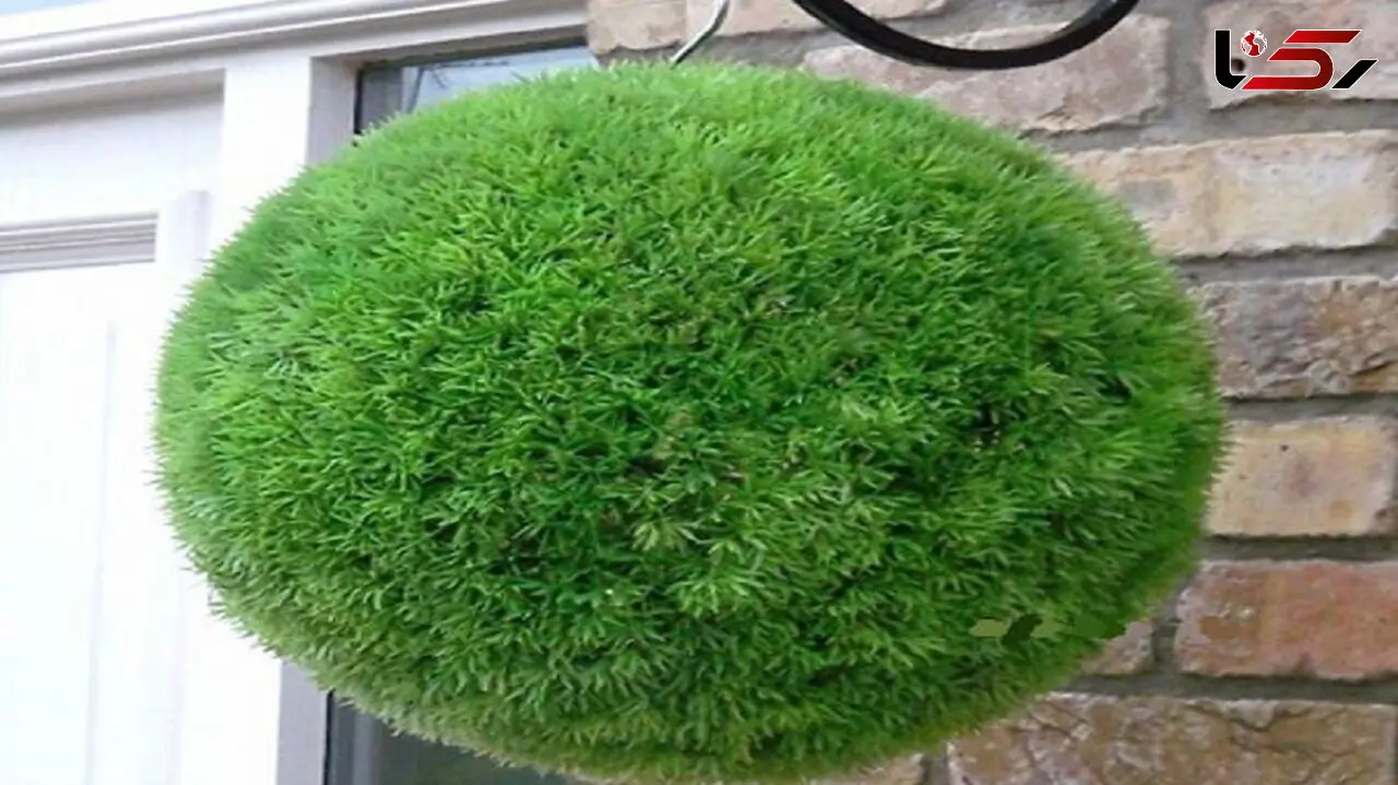 روش کاشت سبزه توپی برای عید 