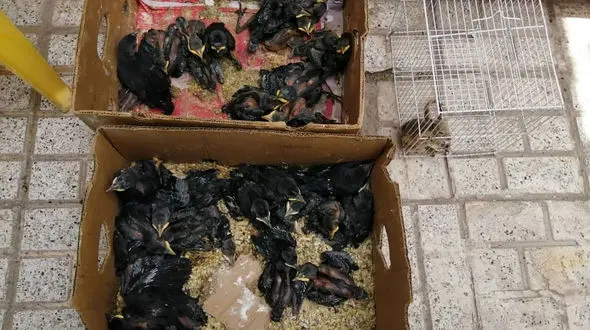 
کشف 48 قطعه پرنده وحشی از پرنده فروشی های مشهد