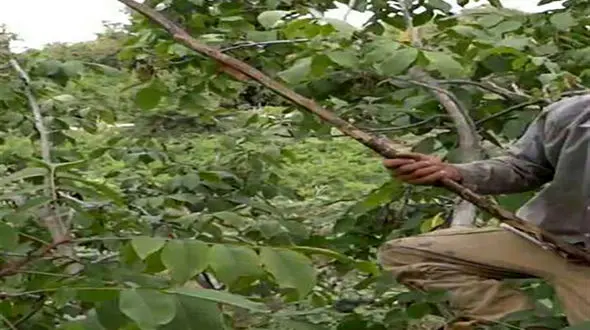 مرگ مرد شیرازی بر اثر سقوط از درخت گردو 