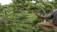 مرگ مرد شیرازی بر اثر سقوط از درخت گردو 