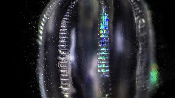 کشف قدیمی ترین حیوان روی زمین+ عکس