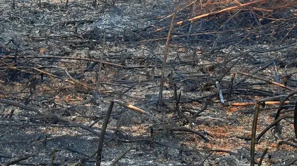 آتش سوزی در تالاب قره قشلاق بناب 