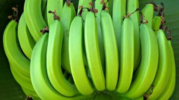 خواص شگفت انگیز موز سبز رنگ برای سلامتی