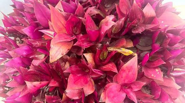 فال ابجد محشر 11 آذر + فیلم