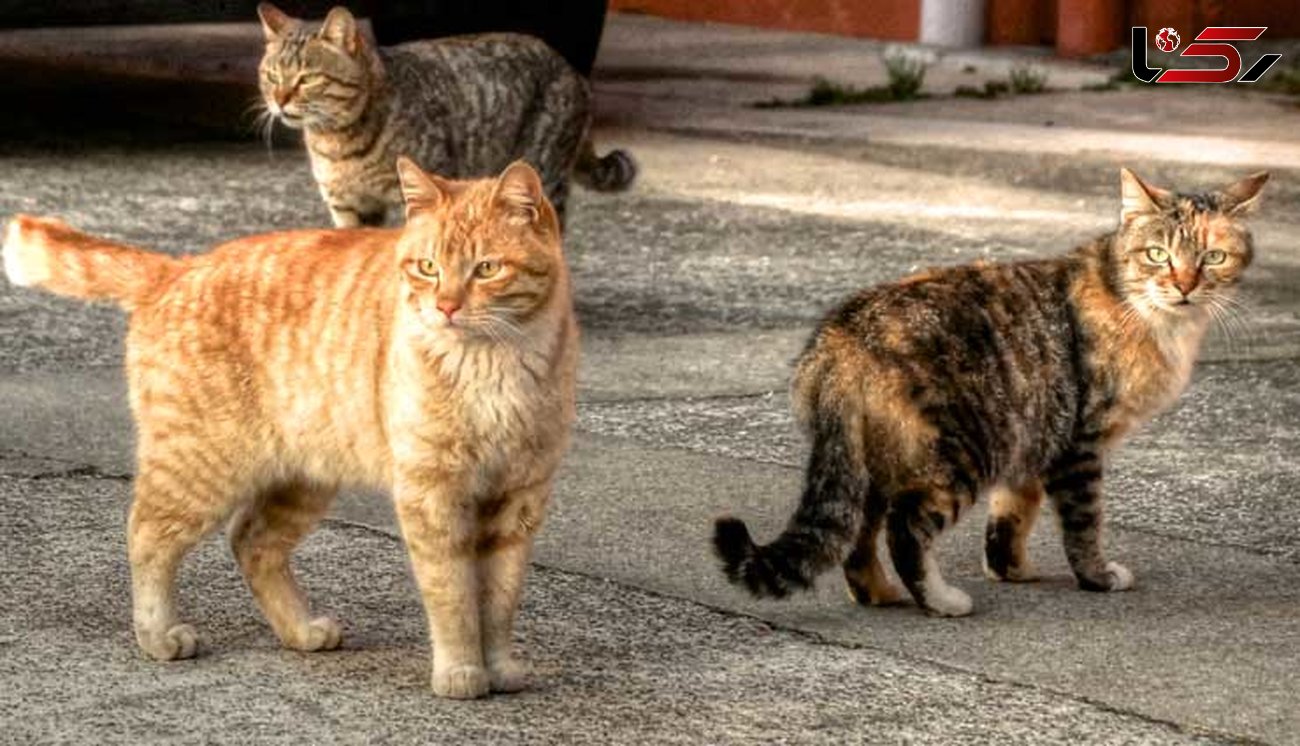 ۳ مورد بیماریِ هاری در گربه‌های بلاصاحب در اهواز تایید نهایی شد