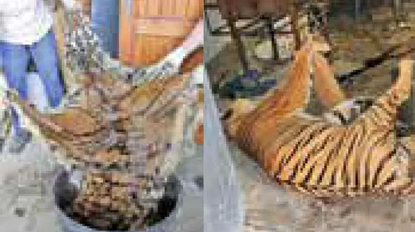  قاچاق وحشتناک ببر + عکس های باورنکردنی