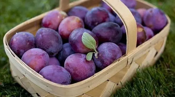 فواید درمانی آلو سیاه برای مبتلایان به آسم
