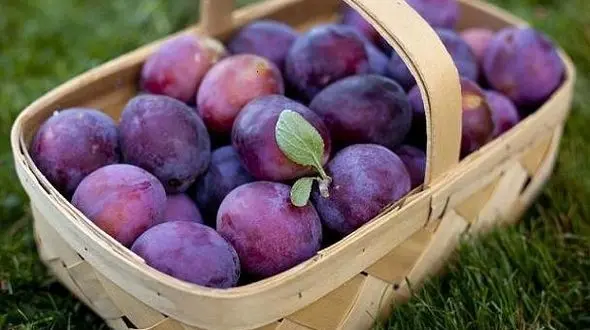 فواید درمانی آلو سیاه برای مبتلایان به آسم