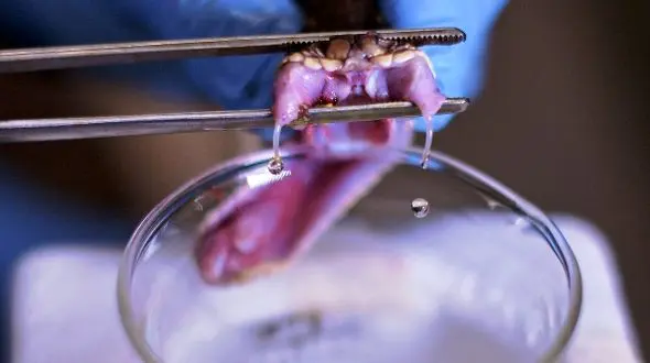 هوش مصنوعی و انقلاب در تولید پادزهر مار کبرا: آیا درمان قطعی نزدیک است؟