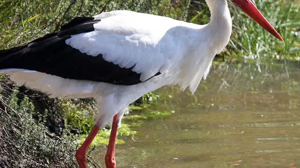 از شادی لک لک ها بعد از تخم گذاری تا تغذیه نهنگ در سطح آب