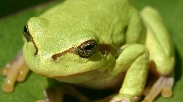 از دعوای قورباغه ها تا حمله آهو