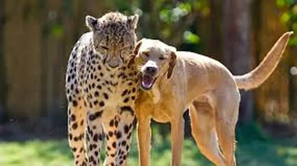 فیلم جدال شجاعانه سگ خانگی با پلنگ وحشی ! / پلنگ گرسنه کم آورد !