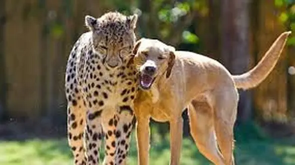 فیلم جدال شجاعانه سگ خانگی با پلنگ وحشی ! / پلنگ گرسنه کم آورد !