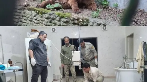  قطع نخاع خرس قهوه‌ای مازندران بر اثر شلیک غیرمجاز