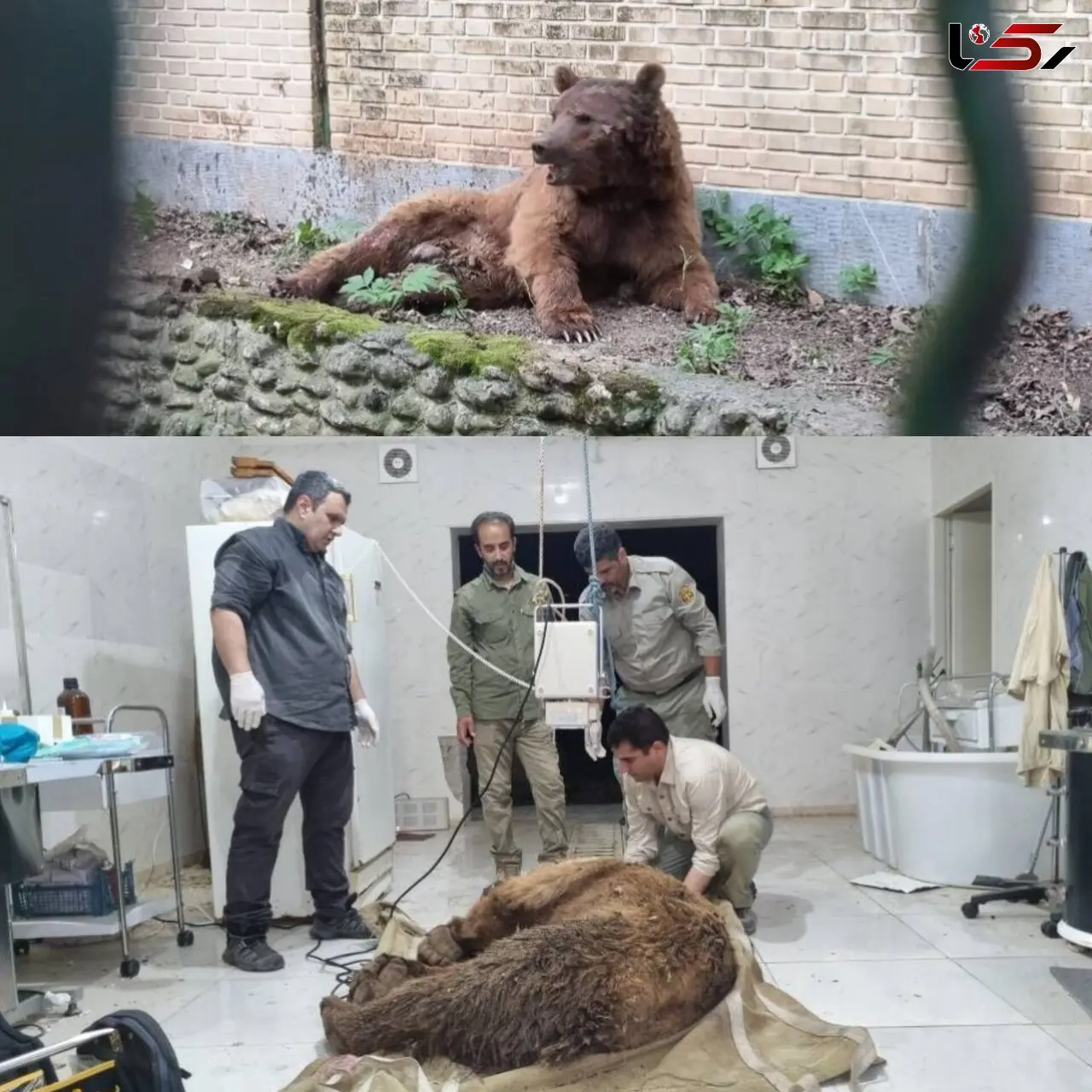  قطع نخاع خرس قهوه‌ای مازندران بر اثر شلیک غیرمجاز