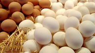 صادرات تخم مرغ متوقف شد/ در سال جدید هیچ نهاده‌ای به مرغداران داده نشده است 