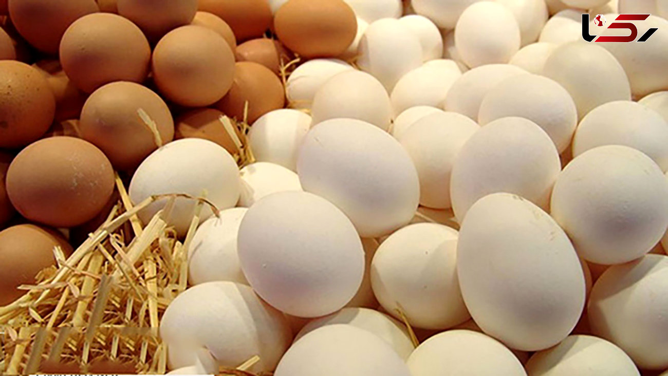 صادرات تخم مرغ متوقف شد/ در سال جدید هیچ نهاده‌ای به مرغداران داده نشده است 