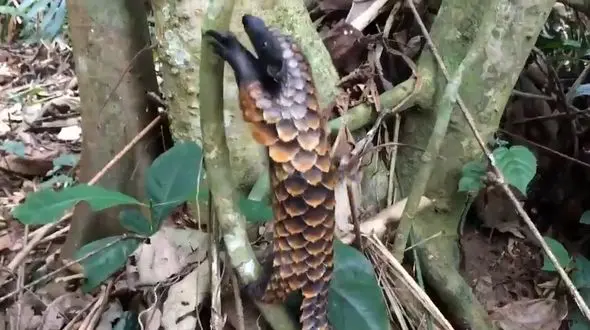 عجیب ترین مورچه خوار دنیا! + فیلم و عکس