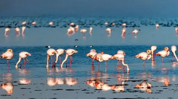 میانکاله: تالاب بهشتی که زنده است اما شکننده