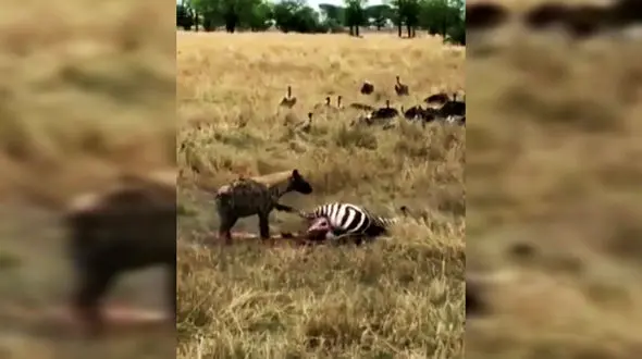 16+ / زجرکش کردن دلخراش گورخر توسط کفتار + فیلم 