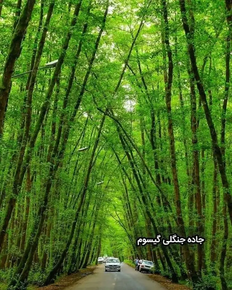 جاده جنگلی گیسوم