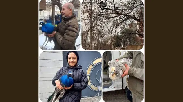 طاووس زیبا در حیاط خانه خانواده کرجی را شوکه کرد + عکس های زنده گیری