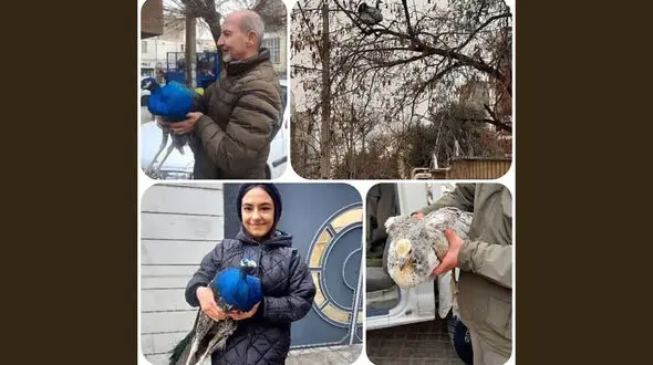 طاووس زیبا در حیاط خانه خانواده کرجی را شوکه کرد + عکس های زنده گیری