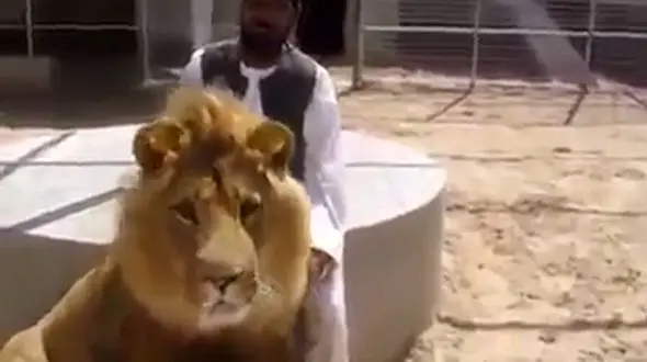 این مرد واقعا  با دم شیر بازی می کند + فیلم 