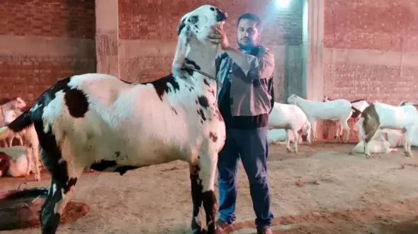 فیلم/ غول پیکرترین بز جهان با قد 168 سانتی متر!