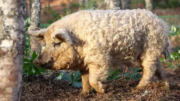 تصویر موجودی عجیب که مثل بمب در رسانه ها ترکید +عکس