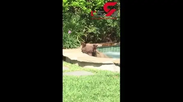  خرس در جکوزی یک خانه آب تنی کرد نوشیدنی خورد و چرتی زد + تصویر باورنکردنی