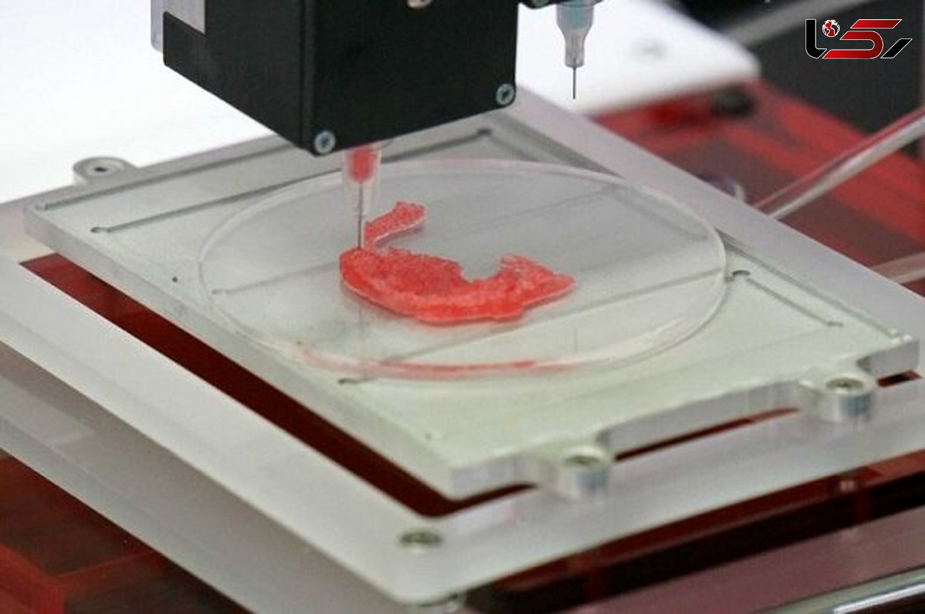 گوش زنده با چاپگر سه بعدی تولید می شود