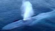 تنفس نهنگ ها به چه شکل است؟ / فیلم