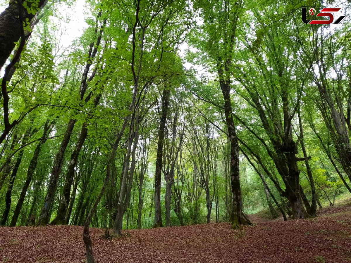 ۱۹۰ هزار اصله درخت در روستاهای گلستان غرس می شود