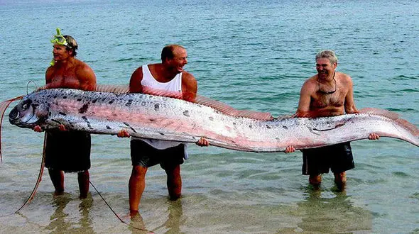 شگفت انگیزترین حیوانات روی زمین+عکس