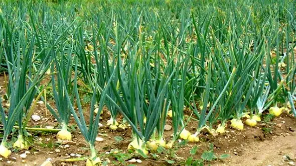 انسولین طبیعی به نام سیر