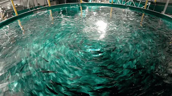 10 گونه از ماهی‌های اختصاصی ایران به شدت در خطر انقراض قرار دارند / تیلاپیا و اردک ماهی بلای جان ماهی های ایرانی شدند