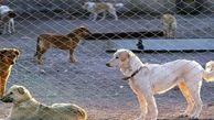 افتتاح نقاهتگاه جدید سگ ها در سرخه حصار/ طعمه گذاری برای موش ها به صورت روزانه در شهر