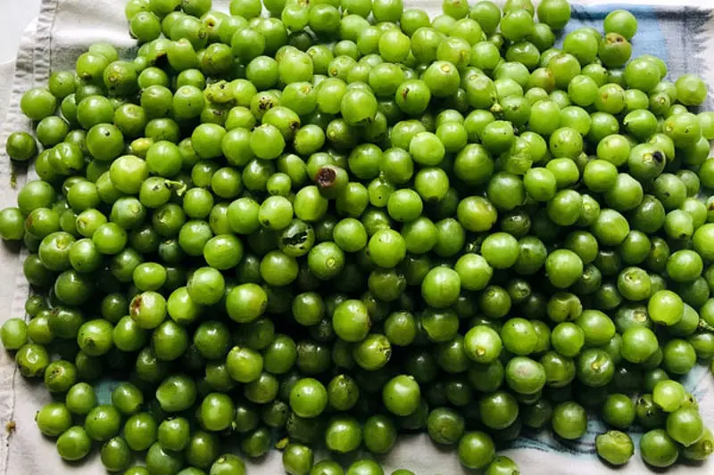 آماده_سازی غوره_ها