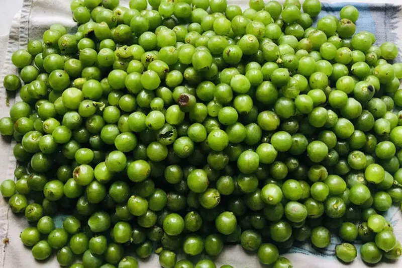 آماده_سازی غوره_ها