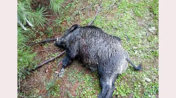 دستگیری شکارچی خوک وحشی در آمل