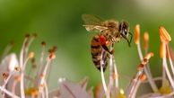 تولید کرم ضد چروک به وسیله زنبور عسل