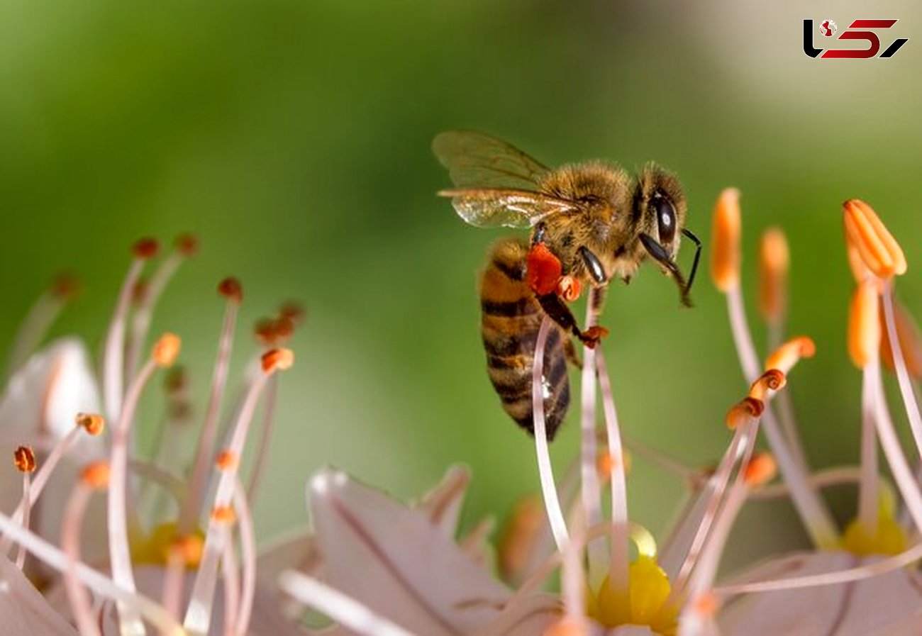 تولید کرم ضد چروک به وسیله زنبور عسل