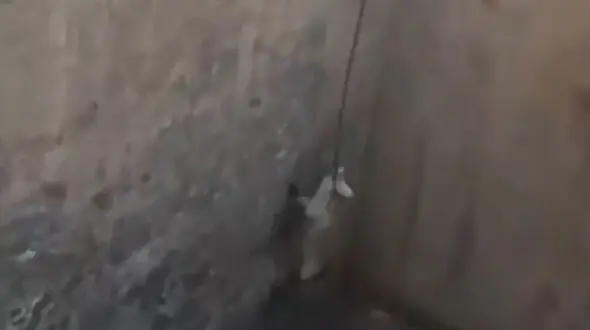 فیلم دیدنی از گرفتار شدن یک روباه در منطقه مسکونی جلفا

