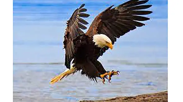 ببینید / شنای حیرت‌انگیز عقاب روی دریا / تلاش جالب برای نگه داشتن شکار! + فیلم