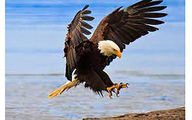 ببینید / شنای حیرت‌انگیز عقاب روی دریا / تلاش جالب برای نگه داشتن شکار! + فیلم
