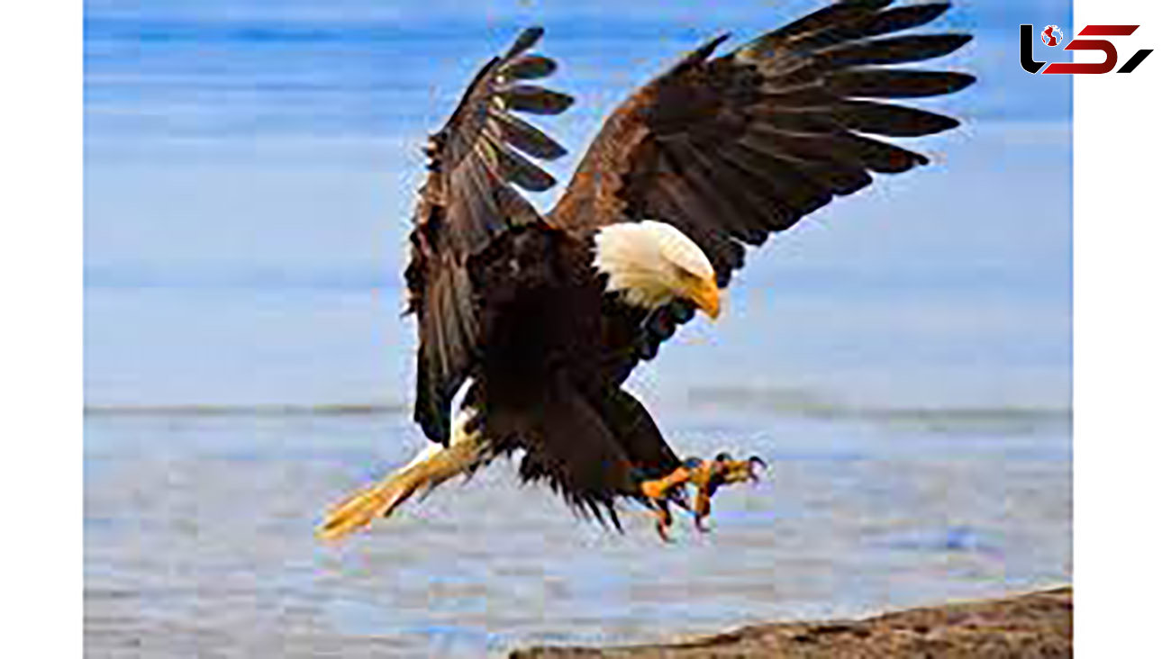 ببینید / شنای حیرت‌انگیز عقاب روی دریا / تلاش جالب برای نگه داشتن شکار! + فیلم