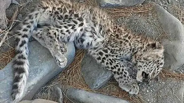 عکس لاشه یخ زده پلنگ ایرانی در آهوران + جزییات